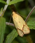 Agapeta hamana